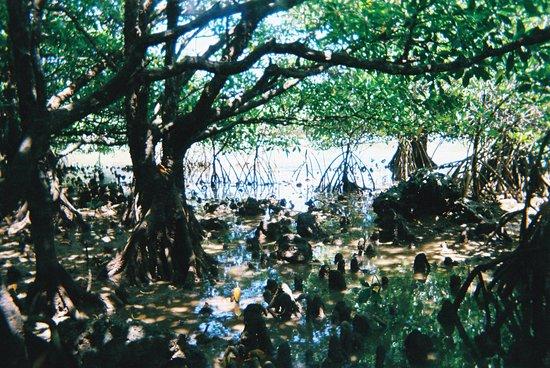 Miyara River Hirugi Grove